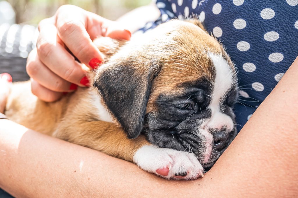 Boxer puppy asleep in arms before 'How To Socialise a Boxer Puppy With Other Animals'